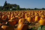 pumpkin-patch