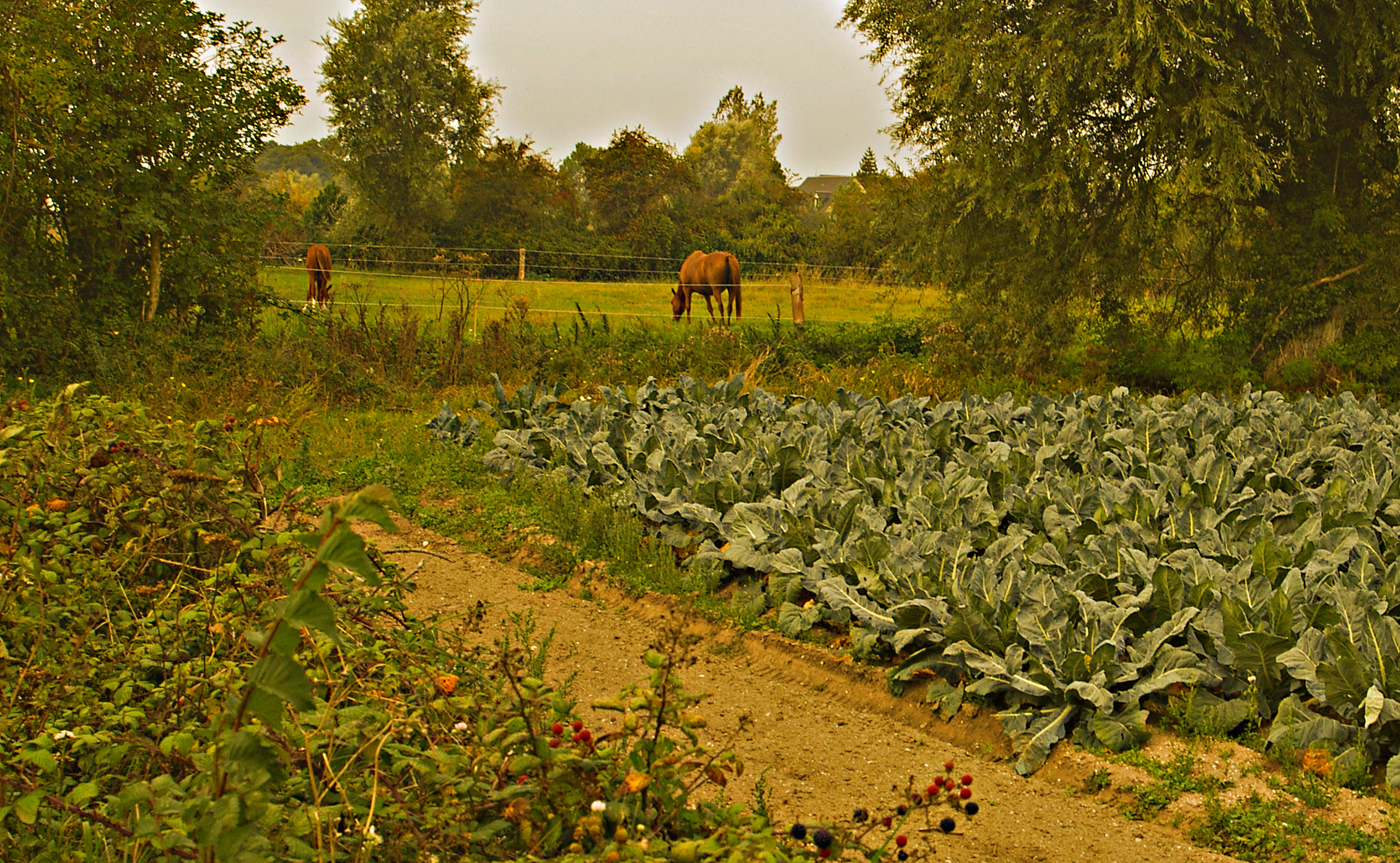 horse near garden edited