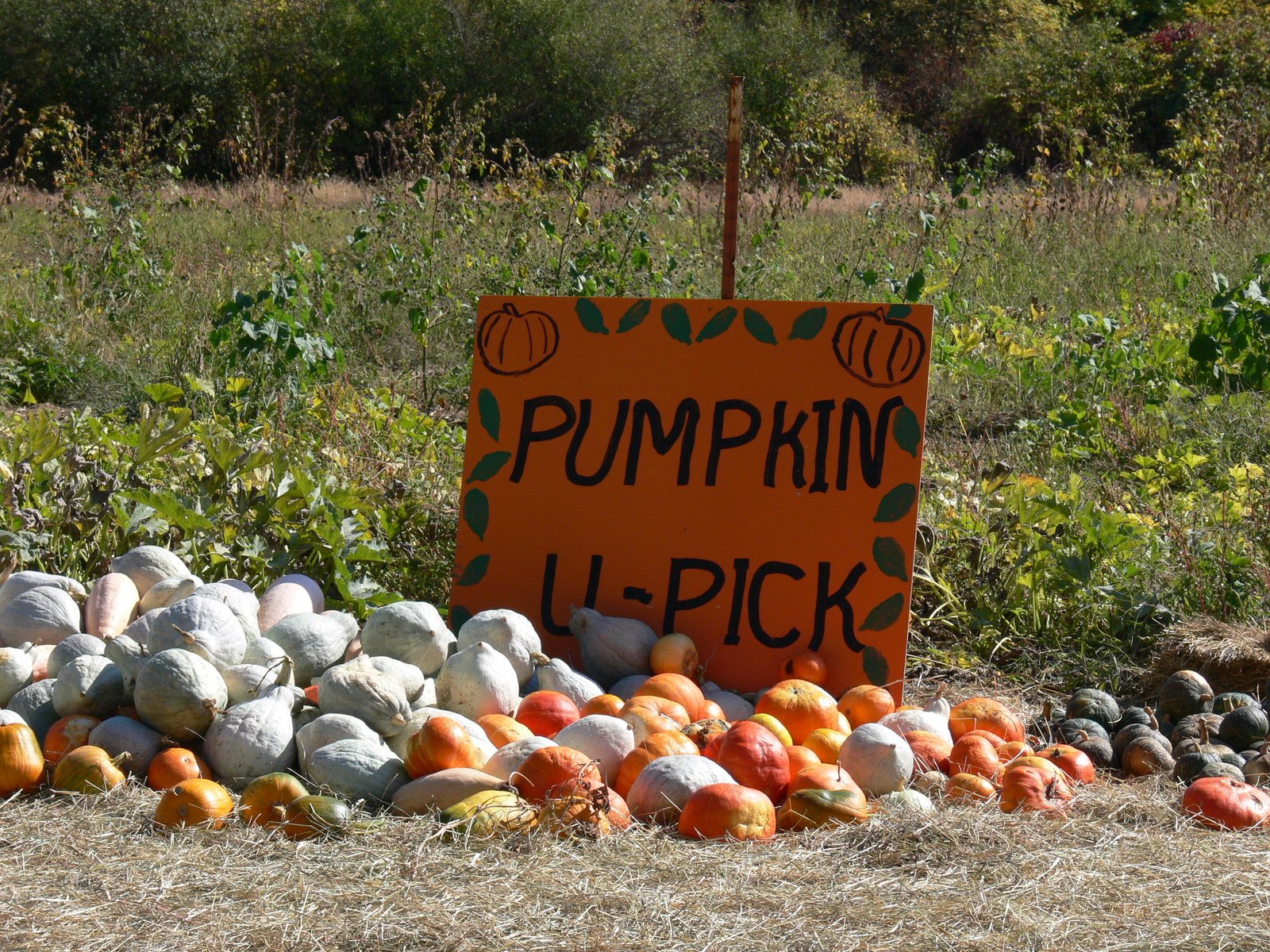 business insurance pumpkin